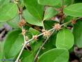 Eugenia foetida
